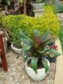 Potted bromeliads and succulent